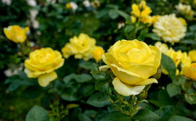 yellow rose flowers in the garden