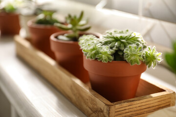 Windowsill with beautiful succulent plants indoors, focus on echeveria