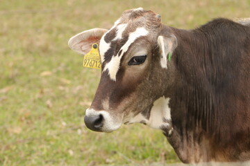 Fototapeta na wymiar portrait of a brown cow