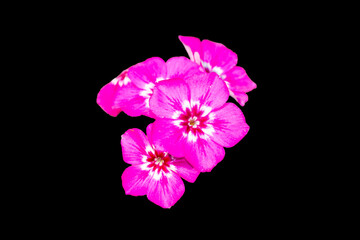 A Bunch Of Pink Color Phlox Flower Over Black Back Ground
