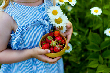 
Little girl in a blue dress holds  red ripe strawberry in  wooden bowl and chamomile in her hands. Fresh strawberries from the garden. Summer healthy food concept.