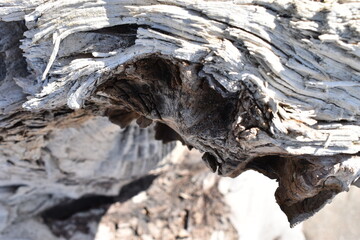 The naked dried wood with its history in Sapporo Japan
