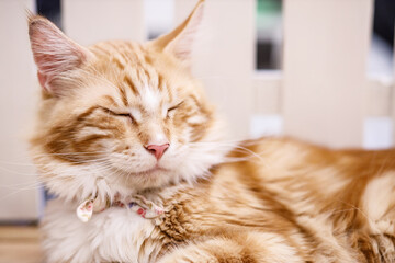 Cute tabby cat with yellow eyes and long whiskers. Close-up portrait of a beautiful cat.
