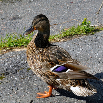 Square shape imafe of female mallard.