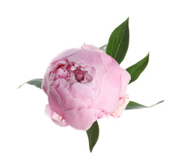 Beautiful pink peony flower isolated on white