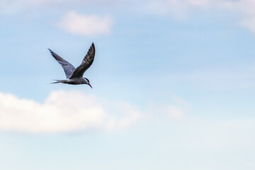 A Seagull in the blue clouds of the sky. A lone Seagull flying in the sky as a background
