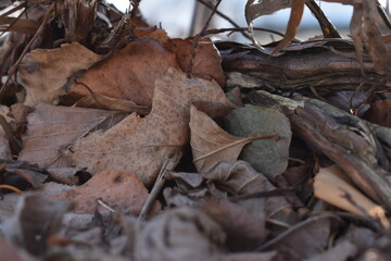 The collectives of the falling leaves in Sapporo Japan