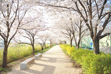 Fototapeta na wymiar Alley in the park with blossomed cherry trees on a sunny spring day