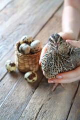 Quail in female hands and eggs in a little wicker basket.