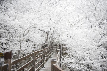 Beautiful winter scenery with a wooden bridge in the forest at the Jeju Island in South Korea
