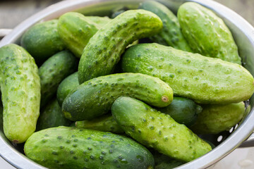 fresh cucumbers in colander closeup selective focus
