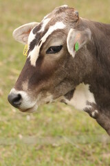 Fototapeta na wymiar portrait of a brown cow