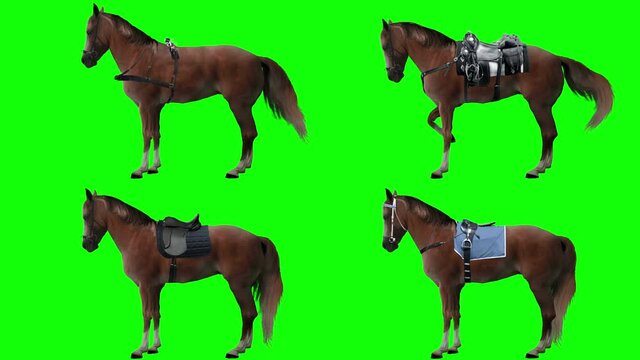 Horse is harnessed and saddled standing. Variations Saddle: sports, racing, cowboy. Animation isolated and looped. Green Screen