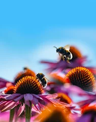 Photo sur Plexiglas Abeille bumblebees and Echinacea flowers close up
