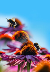 bumblebees and Echinacea flowers close up