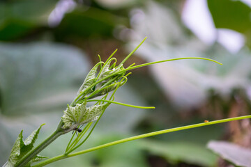 Vegetable leaf plant blooms, flower in garden outside flora nature background green grass photo natural