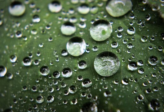 drps of water on a leaf