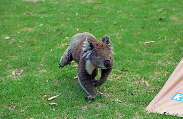 Koala on tent camping - Kennett River, Victoria, Australia