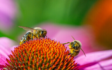 honey bees in the garden