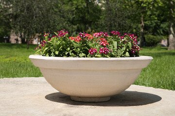 Beautiful flowers in stone plant pot outdoors on sunny day