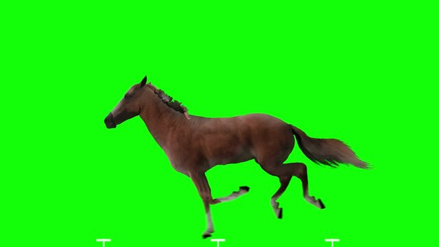 Red horse jumping. Isolated and cyclic animation. Green Screen.