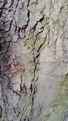 bark of a tree