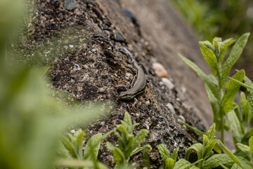 Obraz premium A lizard on a rock close up photo