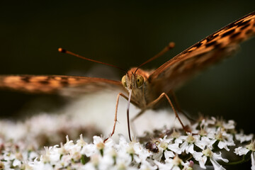 Close-up of a silver washed fritillary butterfly (Argynnis paphiaon) feeding nectar on wildflowers