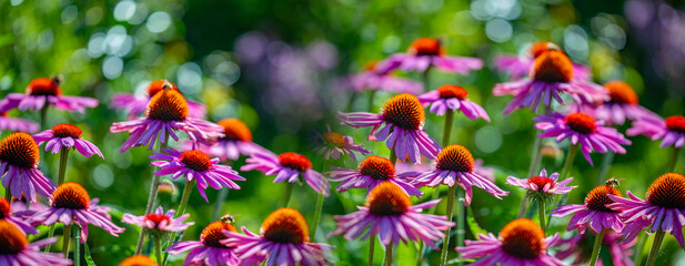 The Echinacea - coneflower close up in the garden