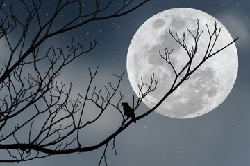 Full moon with silhouette tree branch and bird in the night.