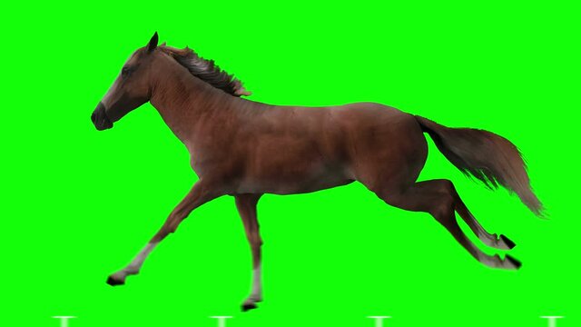 Red horse runs gallop. Isolated and cyclic animation. Green Screen.