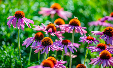 The Echinacea - coneflower close up in the garden