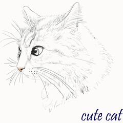 Illustration of a fluffy and cute cat on a white background