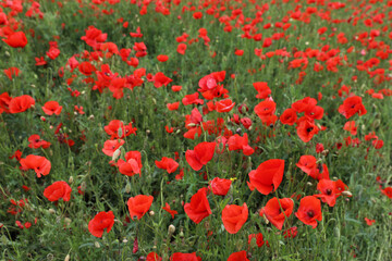 Beautiful red poppy flowers growing in field