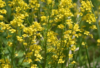 Fototapeta premium The positive air of the yellow flowers in Sapporo Japan