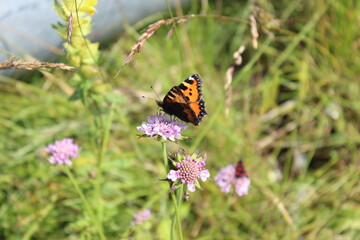 butterfly on a flower