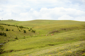 Fototapeta na wymiar Green meadow on a mountain