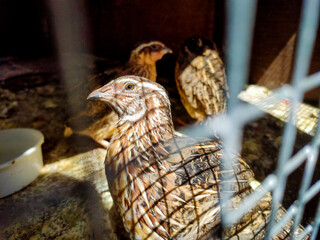 African Quails in a Bird Cage 