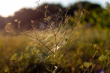 Spider web against the setting sun