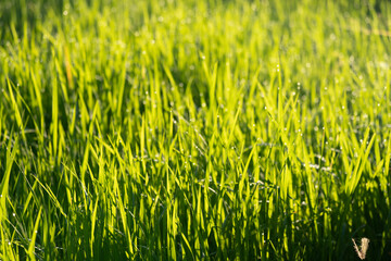 Green rice plantation on sunny of morning in countryside