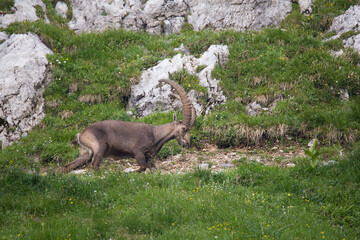 Adult male Alpine ibex (Capra ibex)