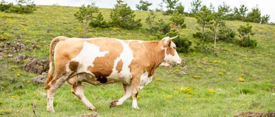 Fototapeta na wymiar A brown cow on the grass