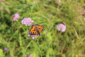 butterfly on flower