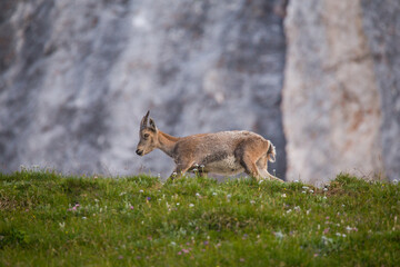 Young Alpine ibex (Caora Ibex)