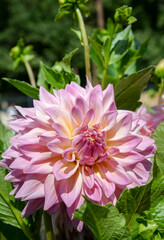 pink dahlia flower in garden