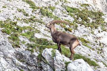 Adult male Alpine ibex (Capra ibex)