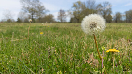 Dandelion in the field