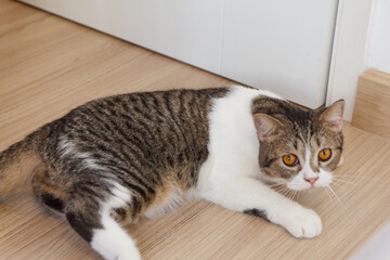 Brown Striped Scottish Fold Kitten, the Cute cat sleeps, Scottish Fold