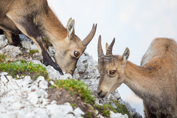 Two Young Alpine ibex (Capra ibex) perched on rock
