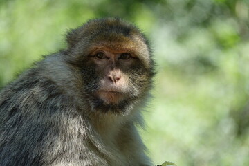 singe macaque